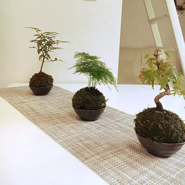 「まさに生きているアート！身近に自然を感じられる盆栽のある暮らし」の画像