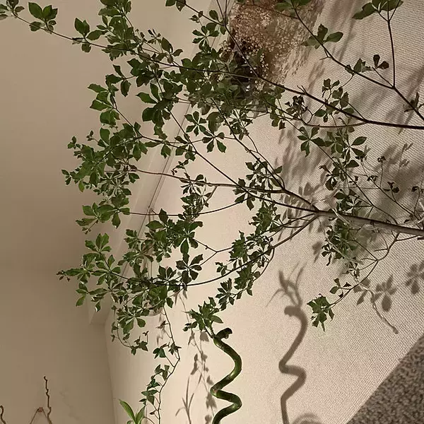 「「21m2。瑞々しいグリーンと赤が映える、透明感を楽しむナチュラルなお部屋」 by olive18さん」の画像