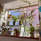 「グリーンのあるリラックス空間に♪観葉植物の置き場所・飾り方の工夫」の画像4
