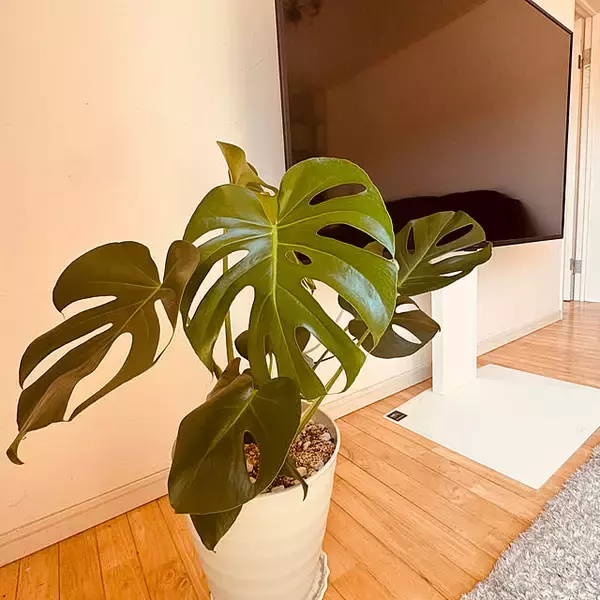 「ボディケアからお気に入りの家具まで見つかる♪コストコの暮らしにフィットするアイテムをご紹介」の画像