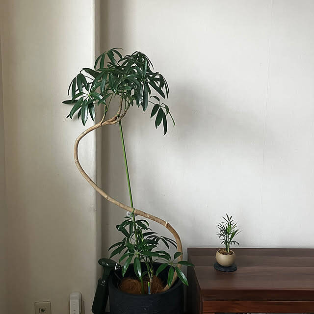 【今週の〇〇】テーマは「植物のある暮らし」！最新の投稿写真をピックアップ