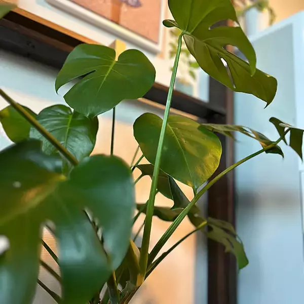 「【今週の〇〇】テーマは「植物のある暮らし」！最新の投稿写真をピックアップ」の画像