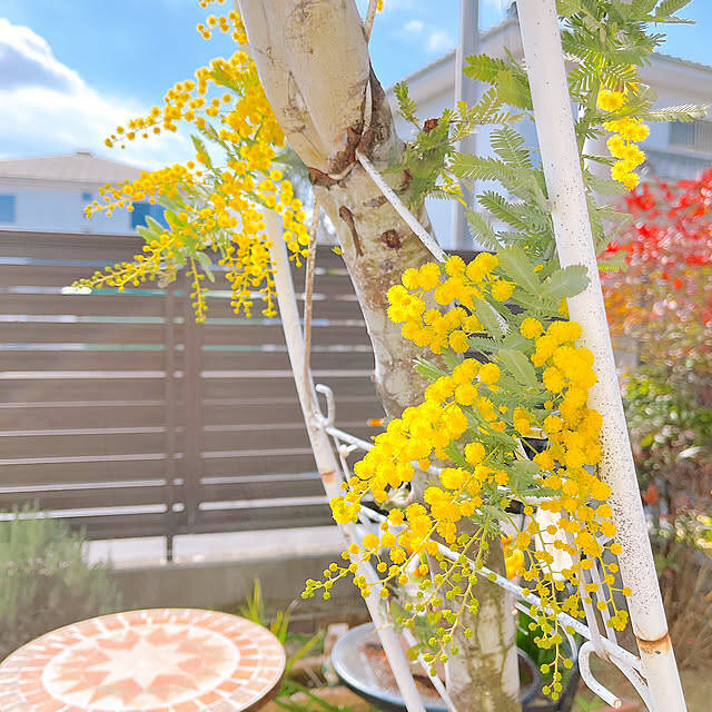 【今週の〇〇】テーマは「植物のある暮らし」！最新の投稿写真をピックアップ