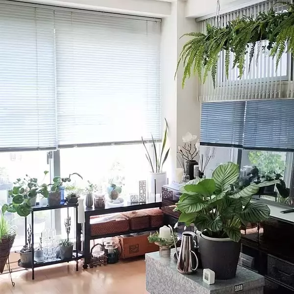 「【今週の〇〇】テーマは「植物のある暮らし」！最新の投稿写真をピックアップ」の画像