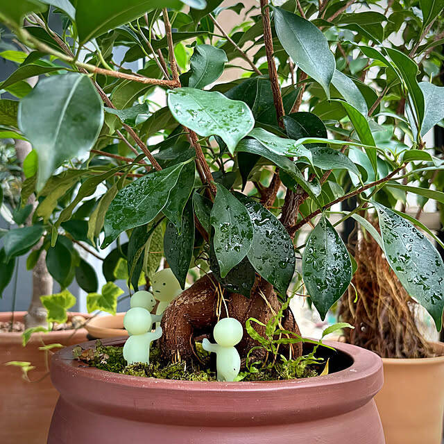 【今週の〇〇】テーマは「植物のある暮らし」！最新の投稿写真をピックアップ