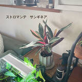 「【今週の〇〇】テーマは「植物のある暮らし」！最新の投稿写真をピックアップ」の画像3