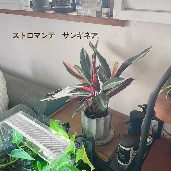 「【今週の〇〇】テーマは「植物のある暮らし」！最新の投稿写真をピックアップ」の画像