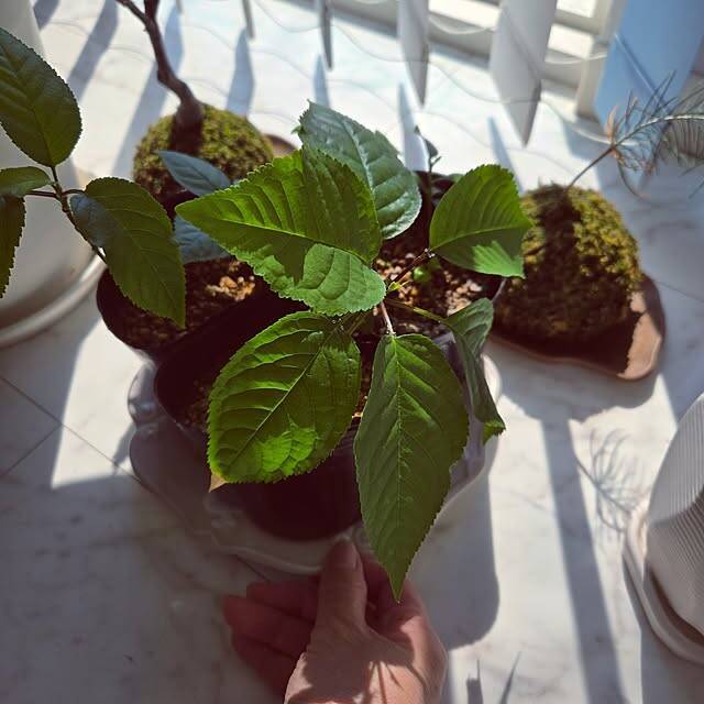 【今週の〇〇】テーマは「植物のある暮らし」！最新の投稿写真をピックアップ