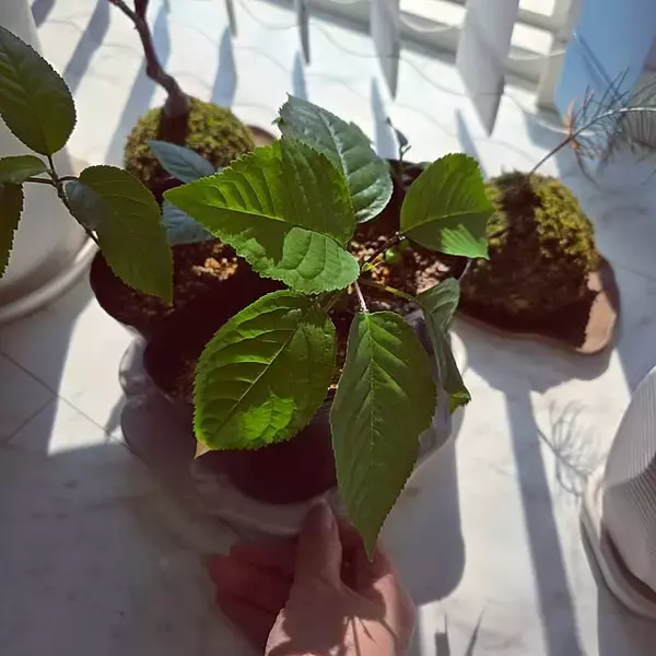 「【今週の〇〇】テーマは「植物のある暮らし」！最新の投稿写真をピックアップ」の画像