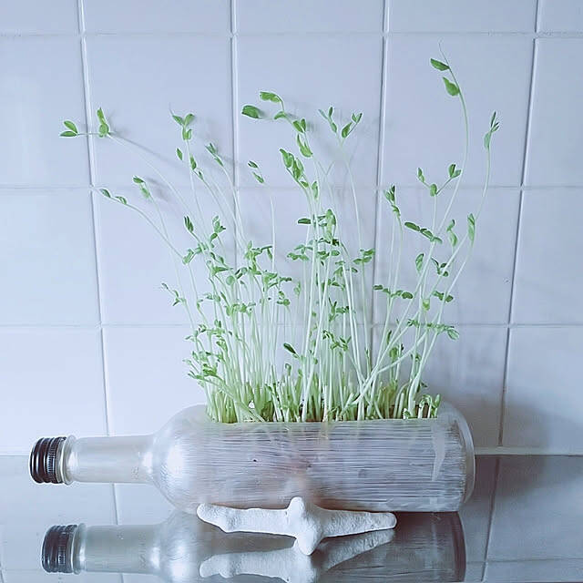 捨てる前におうちでリサイクル！新たな使い道が見つかるペットボトルの再利用方法