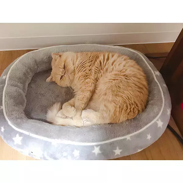 「ペットとの暮らしを充実させてくれる☆お値段以上なニトリのペットグッズ」の画像