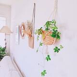「視線の先にグリーンをプラス♪暮らしの中で癒しを感じる観葉植物の置き方をご紹介」の画像2
