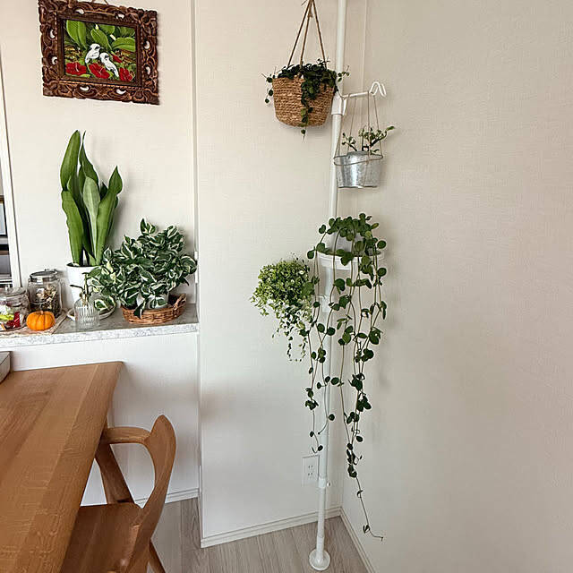 視線の先にグリーンをプラス♪暮らしの中で癒しを感じる観葉植物の置き方をご紹介