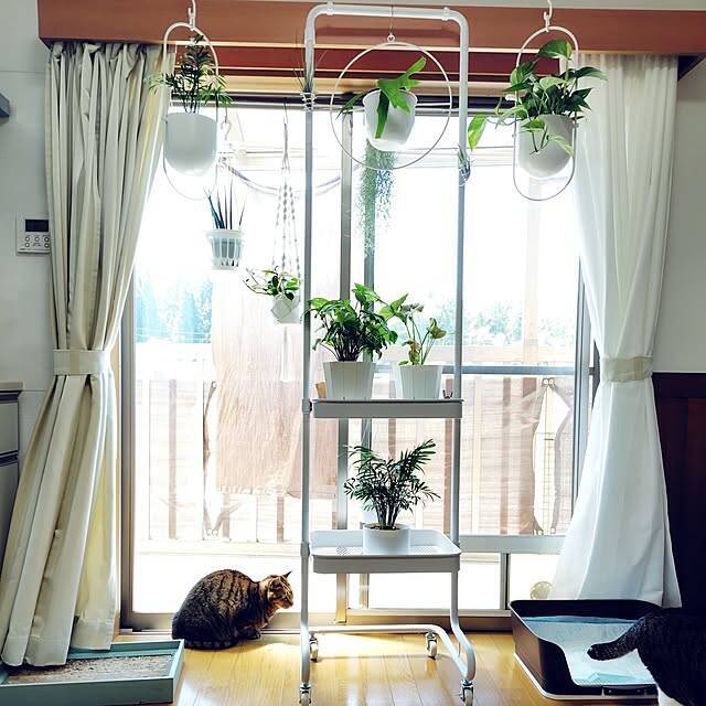 視線の先にグリーンをプラス♪暮らしの中で癒しを感じる観葉植物の置き方をご紹介