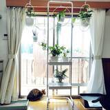 「視線の先にグリーンをプラス♪暮らしの中で癒しを感じる観葉植物の置き方をご紹介」の画像4