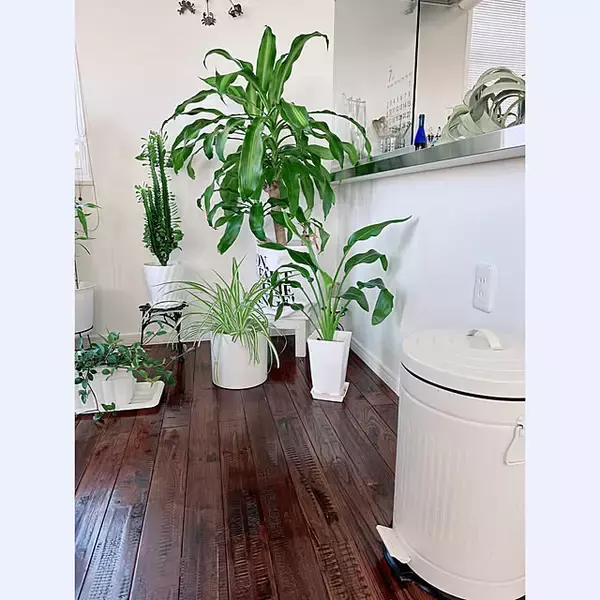 「ごみ箱だってこだわりたい！ニトリで選ぶおすすめのごみ箱」の画像