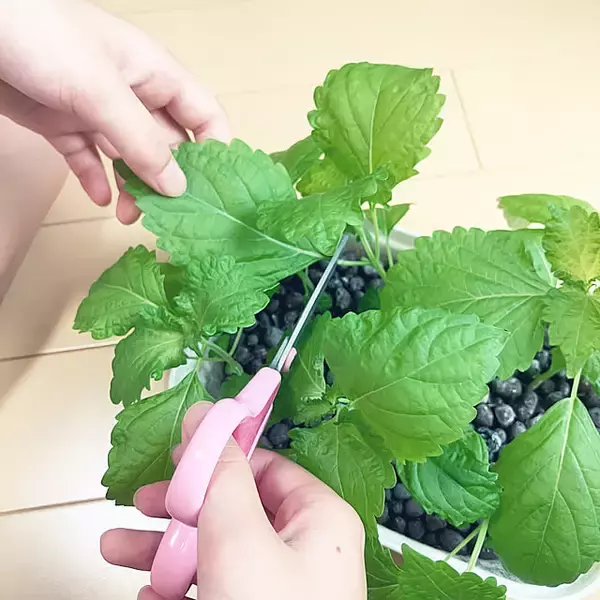「作って食べて楽しく学べる♪食べ物をテーマにした夏休みの自由研究5選」の画像