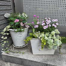 【今週の〇〇】テーマは「植物のある暮らし」！最新の投稿写真をピックアップ