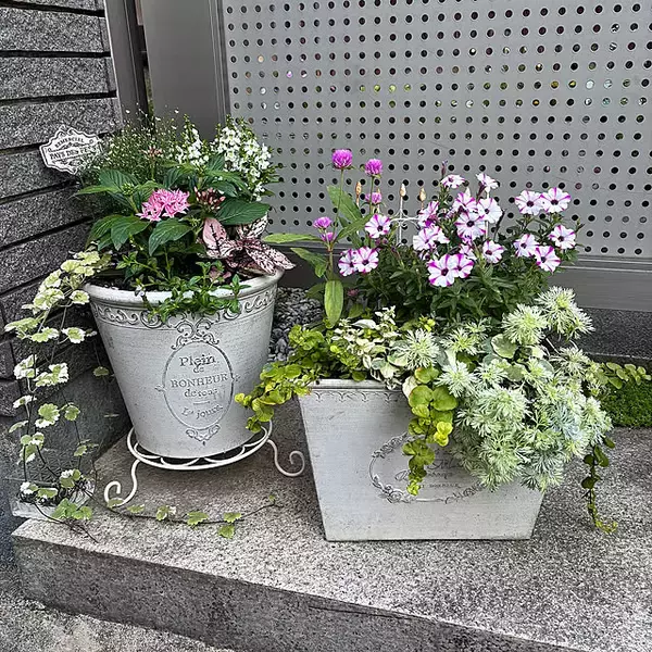 【今週の〇〇】テーマは「植物のある暮らし」！最新の投稿写真をピックアップ
