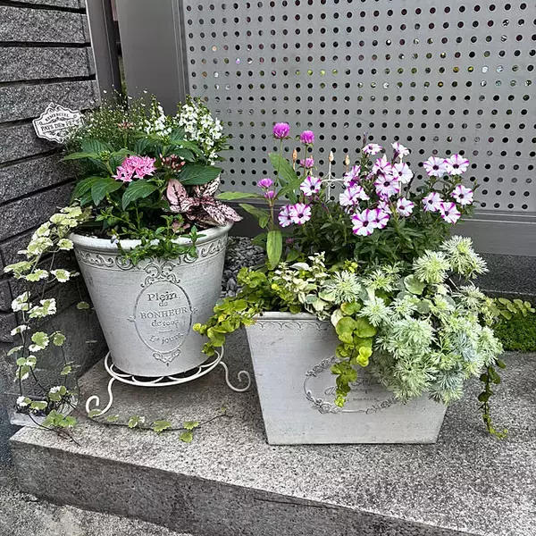 「【今週の〇〇】テーマは「植物のある暮らし」！最新の投稿写真をピックアップ」の画像