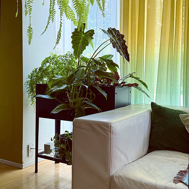 【今週の〇〇】テーマは「植物のある暮らし」！最新の投稿写真をピックアップ