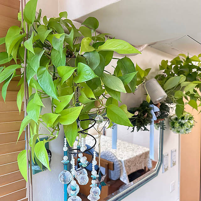 【今週の〇〇】テーマは「植物のある暮らし」！最新の投稿写真をピックアップ