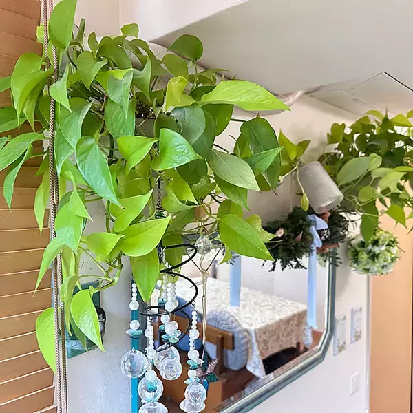 「【今週の〇〇】テーマは「植物のある暮らし」！最新の投稿写真をピックアップ」の画像