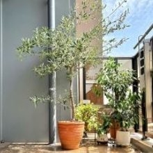 【今週の〇〇】テーマは「植物のある暮らし」！最新の投稿写真をピックアップ