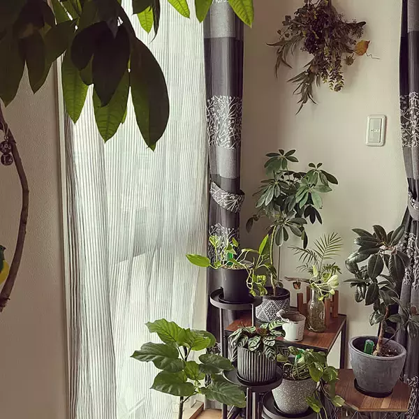 「【今週の〇〇】テーマは「植物のある暮らし」！最新の投稿写真をピックアップ」の画像