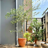 「【今週の〇〇】テーマは「植物のある暮らし」！最新の投稿写真をピックアップ」の画像6