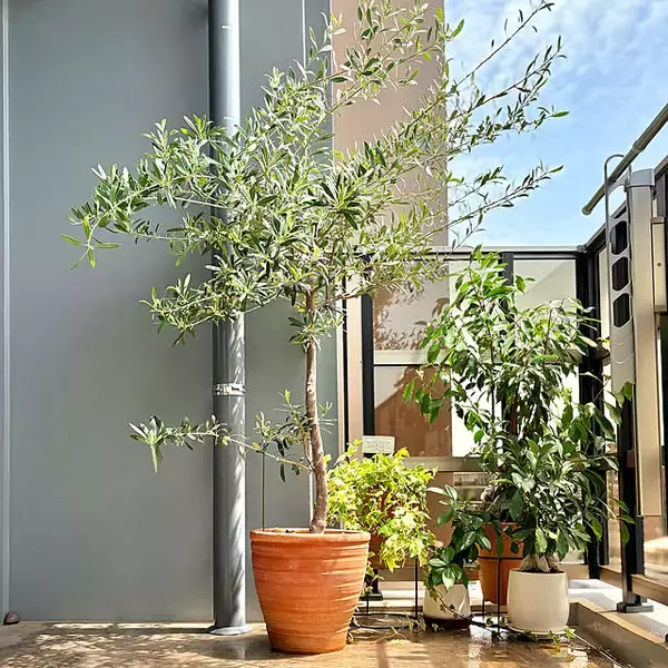 「【今週の〇〇】テーマは「植物のある暮らし」！最新の投稿写真をピックアップ」の画像