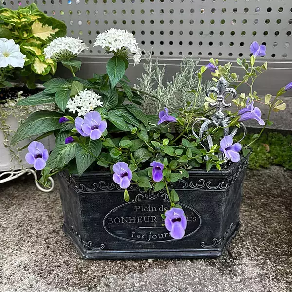 「【今週の〇〇】テーマは「植物のある暮らし」！最新の投稿写真をピックアップ」の画像