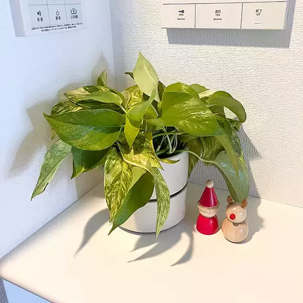 「植物アイテムも充実！今こそチェックしておきたい、無印良品のグリーングッズをご紹介」の画像
