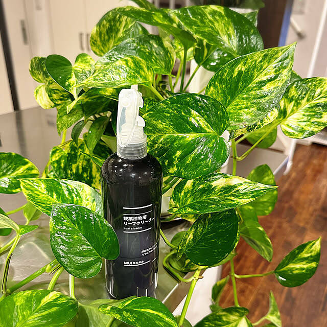 植物アイテムも充実！今こそチェックしておきたい、無印良品のグリーングッズをご紹介