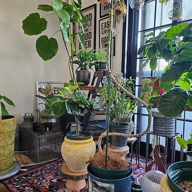 【今週の〇〇】テーマは「植物のある暮らし」！最新の投稿写真をピックアップ