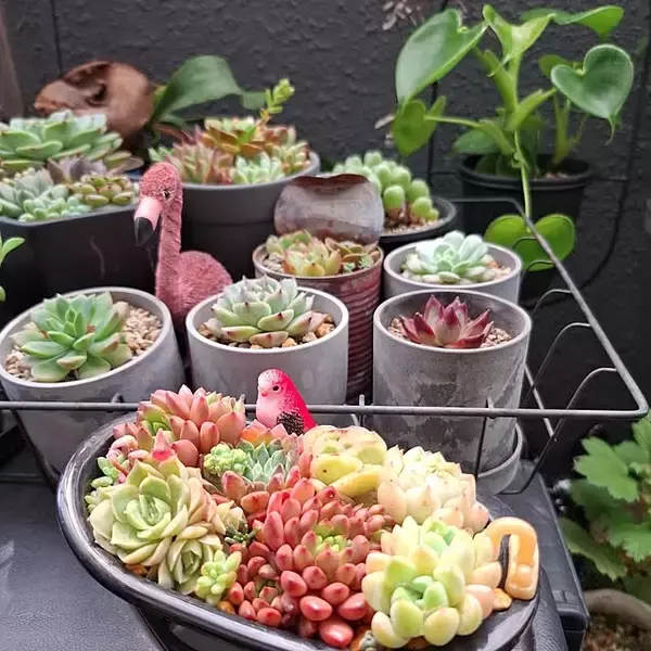 「【今週の〇〇】テーマは「植物のある暮らし」！最新の投稿写真をピックアップ」の画像