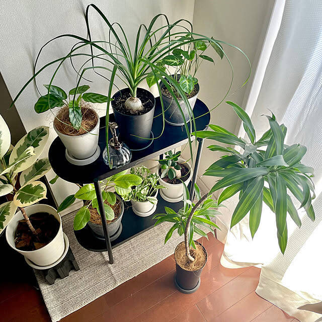 【今週の〇〇】テーマは「植物のある暮らし」！最新の投稿写真をピックアップ