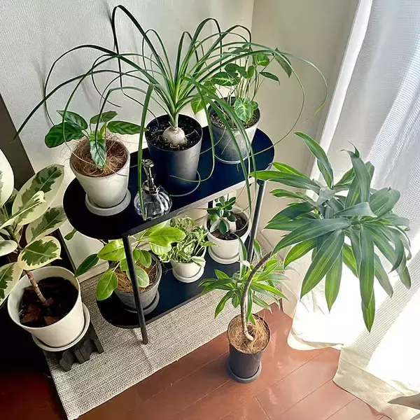 「【今週の〇〇】テーマは「植物のある暮らし」！最新の投稿写真をピックアップ」の画像