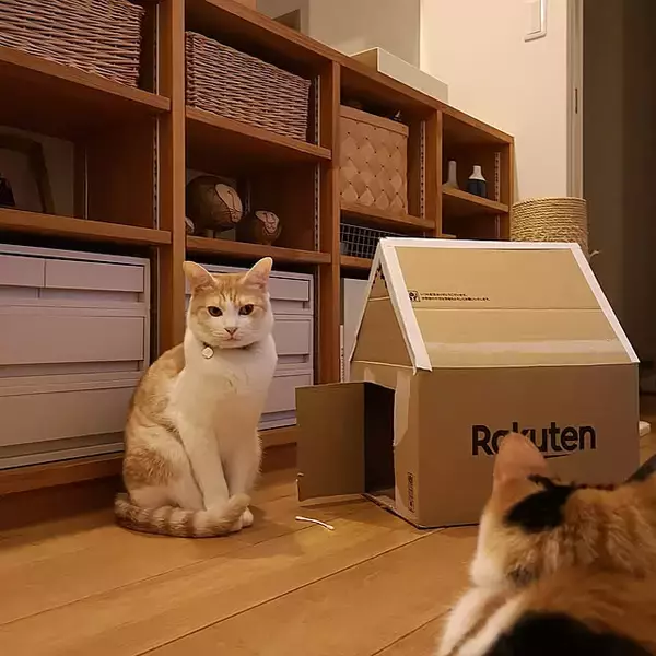 身近な材料で遊び心を満たす♪子どもからペットまで楽しめるダンボールハウスのDIY実例6選