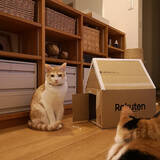 「身近な材料で遊び心を満たす♪子どもからペットまで楽しめるダンボールハウスのDIY実例6選」の画像7