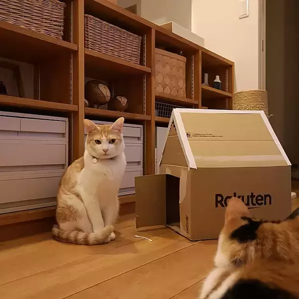 「身近な材料で遊び心を満たす♪子どもからペットまで楽しめるダンボールハウスのDIY実例6選」の画像