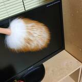 「隙間時間でOK！忙しくてもキレイな部屋を保てるコツ10選」の画像8