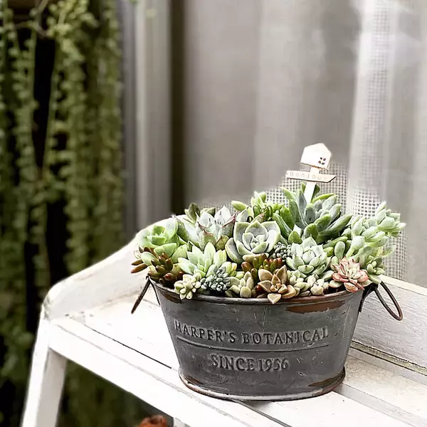 「セリアなら見つかる！ディスプレイコーナーがもっと引き立つアイテム10選」の画像