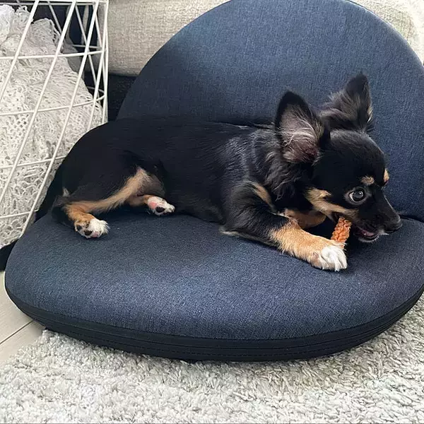 「人もペットも快適に♪ペットのくつろぎスペースのあるお部屋」の画像