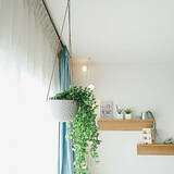 「本物そっくりで種類も豊富！お値段以上なニトリのフェイクグリーン」の画像1