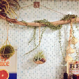 「本物そっくりで種類も豊富！お値段以上なニトリのフェイクグリーン」の画像10