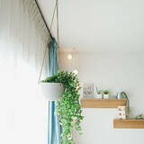 「本物そっくりで種類も豊富！お値段以上なニトリのフェイクグリーン」の画像11