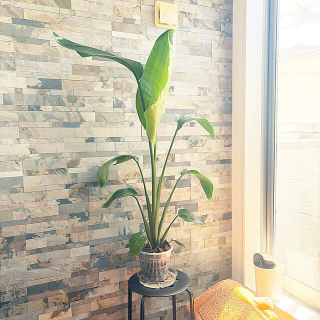 【今週の〇〇】テーマは「植物のある暮らし」！最新の投稿写真をピックアップ