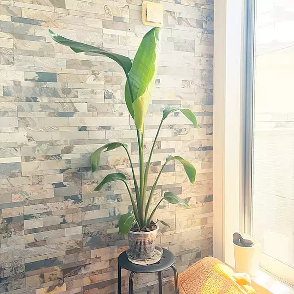 「【今週の〇〇】テーマは「植物のある暮らし」！最新の投稿写真をピックアップ」の画像