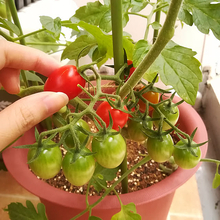 毎日の成長が楽しみ♡収穫もお花も、ベランダで手軽に楽しむアイデア集